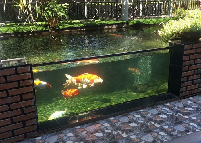 Mẫu hồ cá koi sân vườn làm bằng kính đẹp 6
